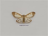 藏品(夜蛾7)的圖片